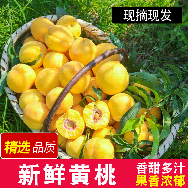 手里拿着黄毛桃