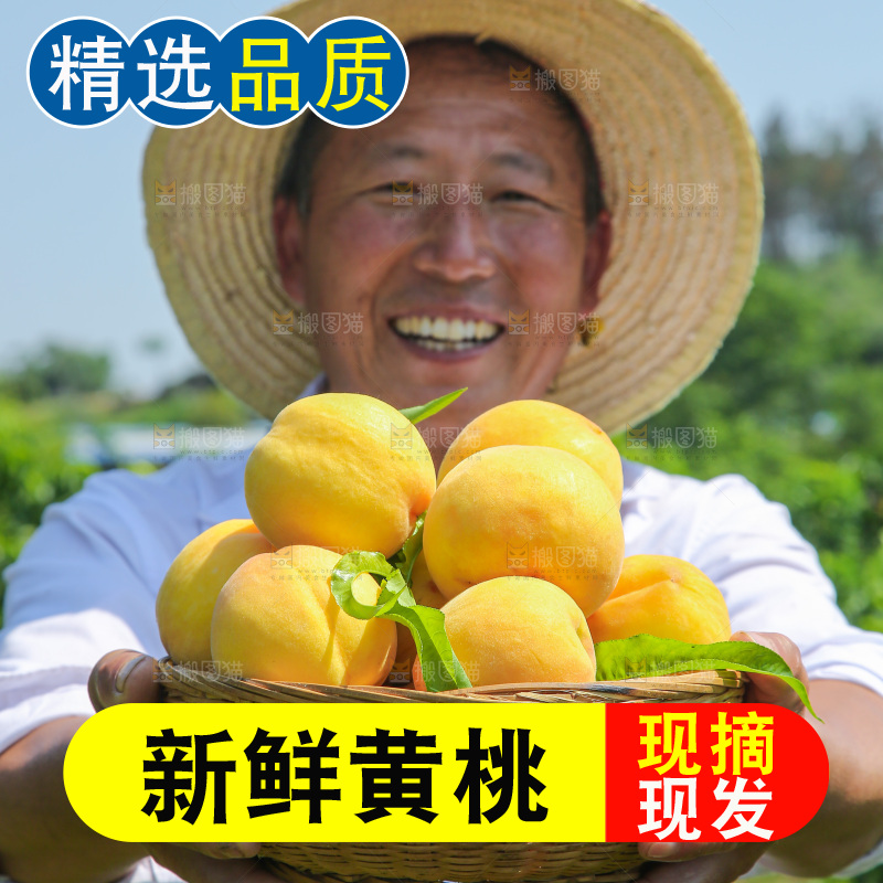 手里拿着黄毛桃