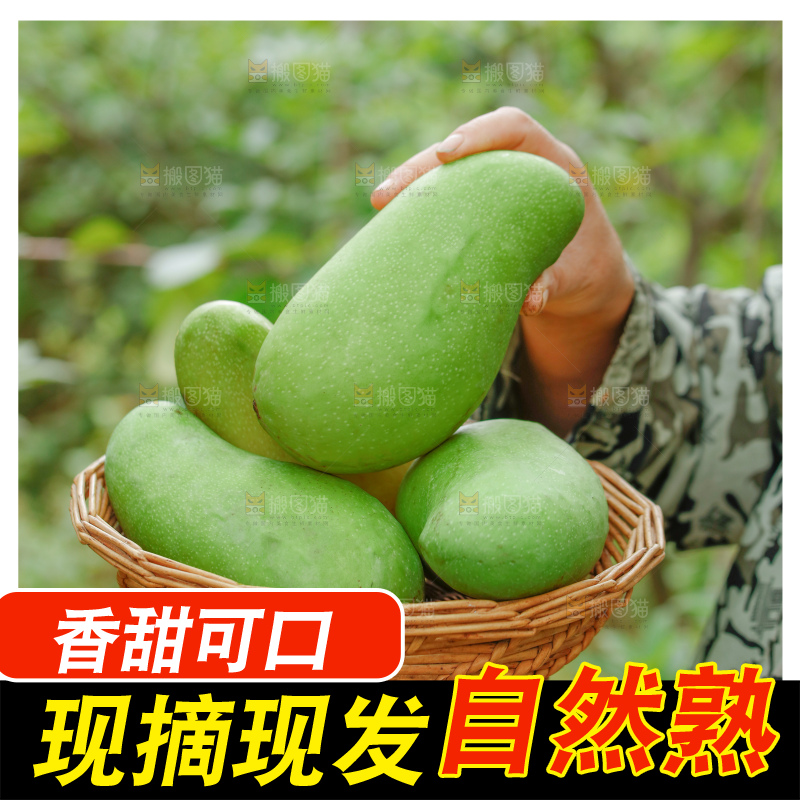 浅底上的绿皮金煌芒
