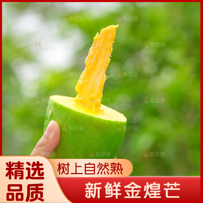 浅底上的绿皮金煌芒
