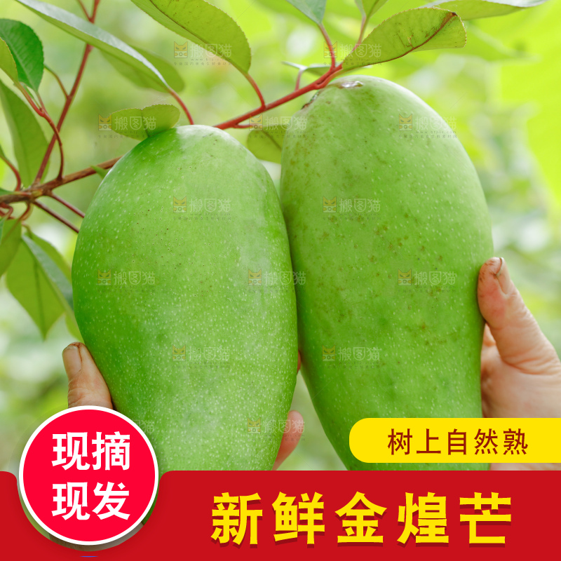 浅底上的绿皮金煌芒