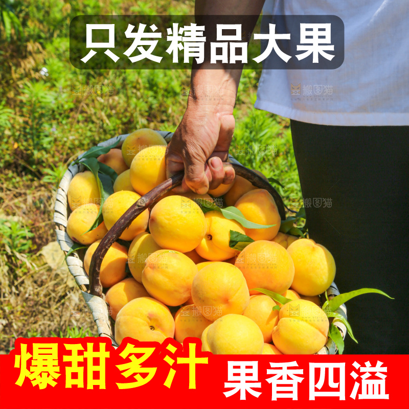 手里拿着黄毛桃