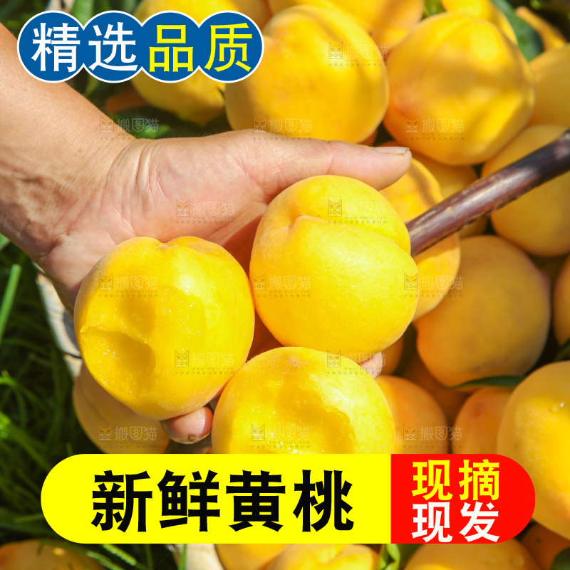 手里拿着黄毛桃