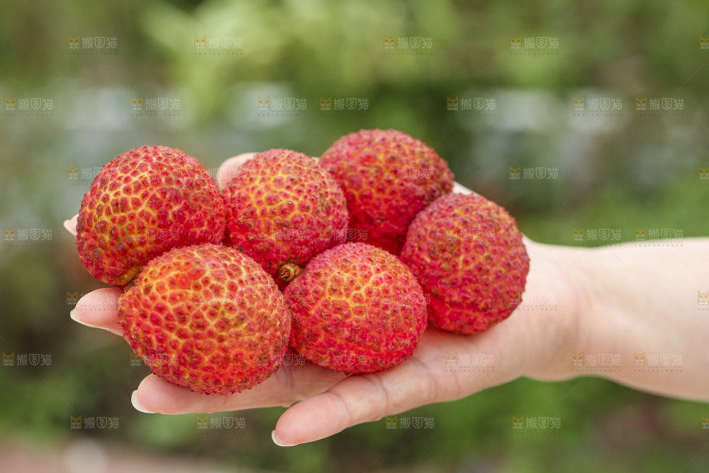 手里拿着无核荔枝