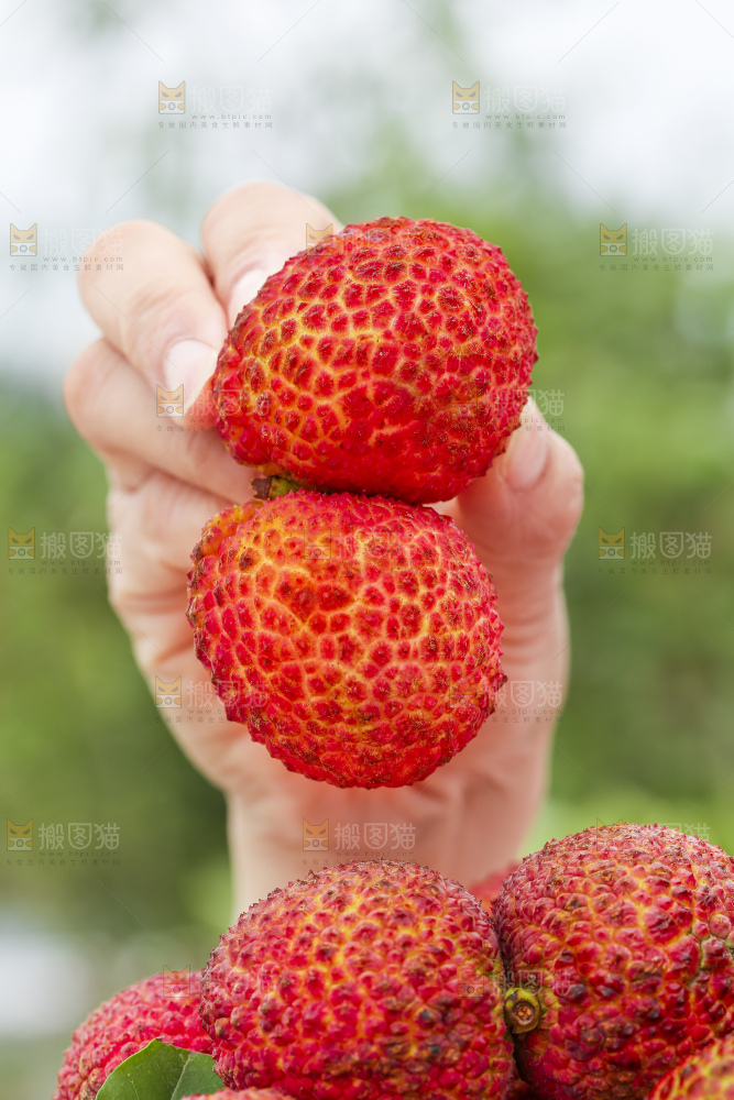 手里拿着无核荔枝