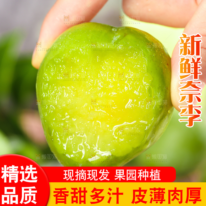 浅底上的奈李