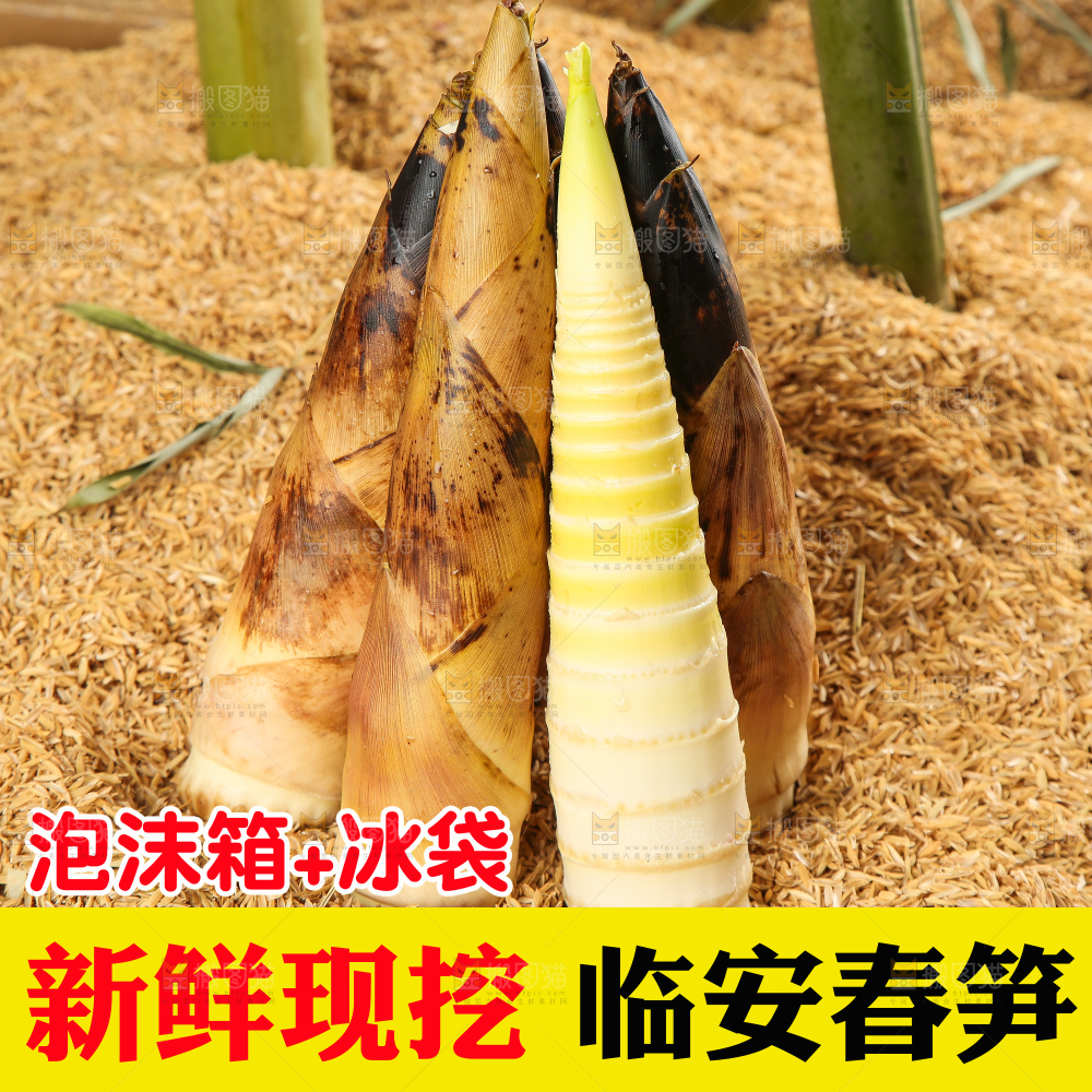 春雷笋主图