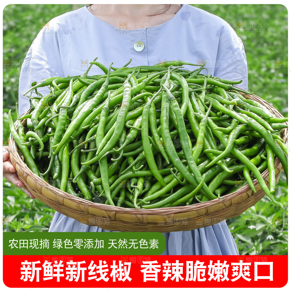 青线椒主图