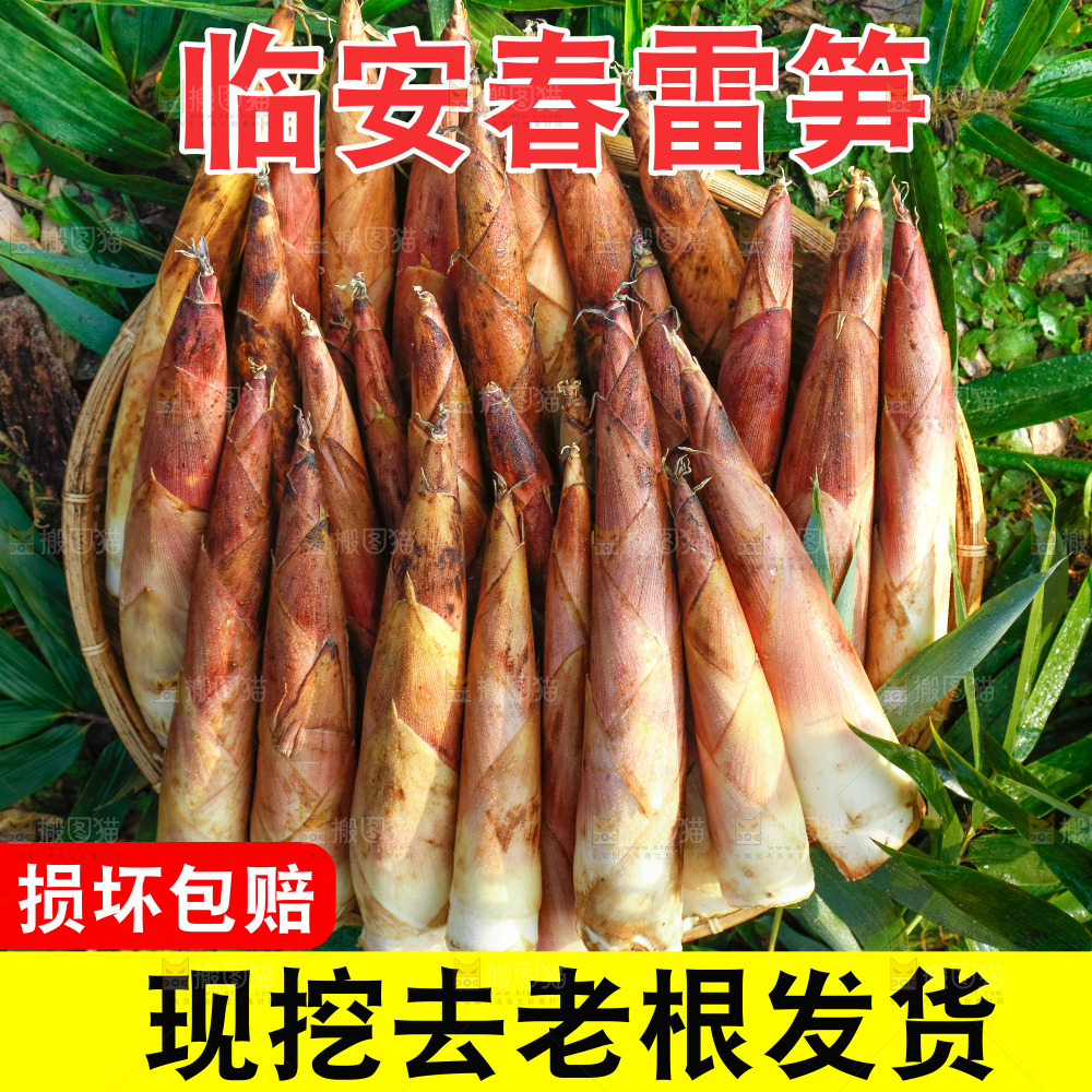 春雷笋主图