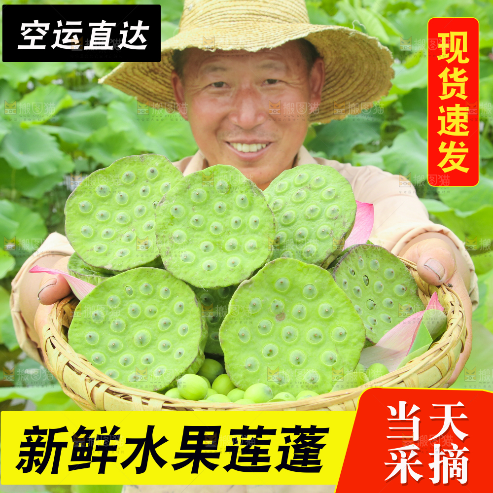 莲蓬主图