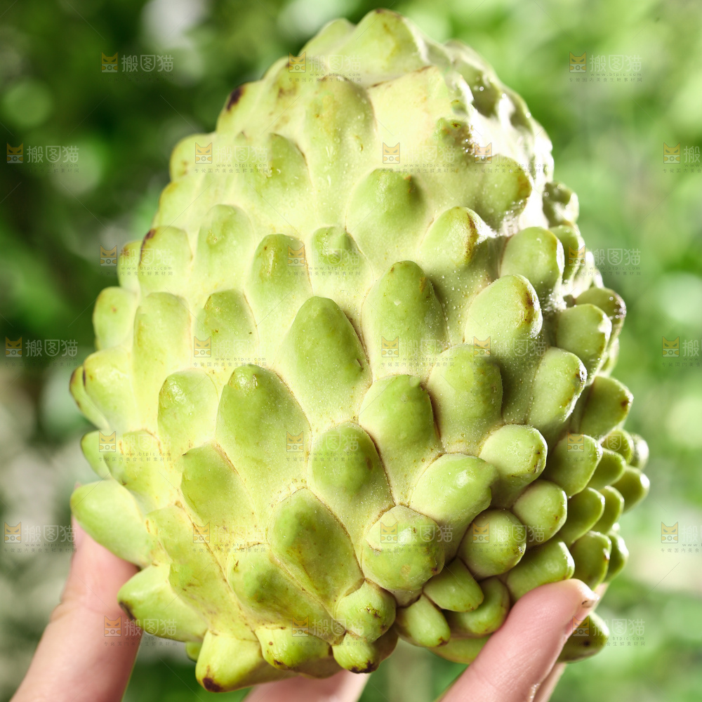 深底上的释迦果