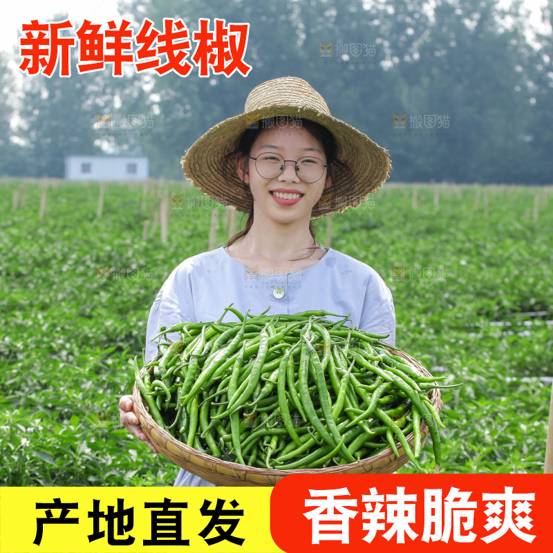手里拿着现摘线椒