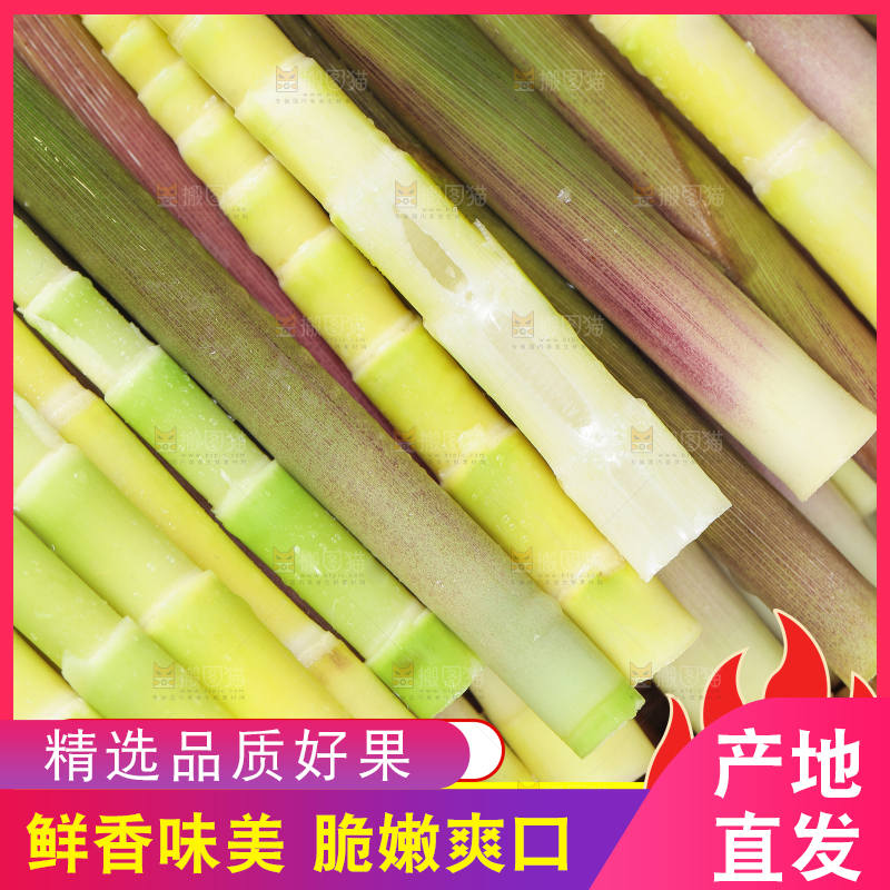 小竹笋主图
