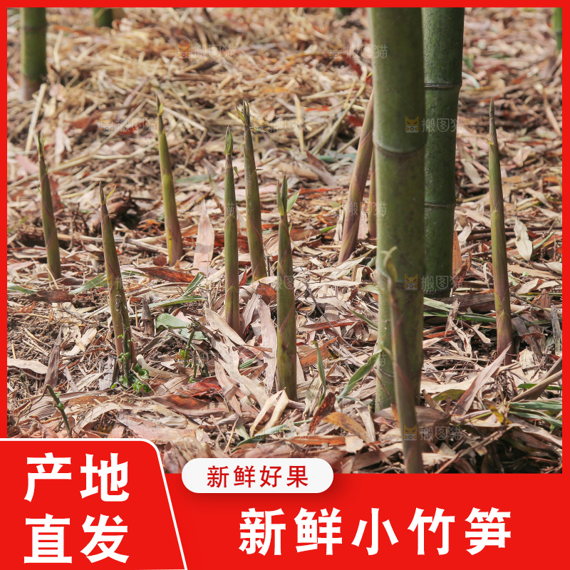 深底上的小竹笋