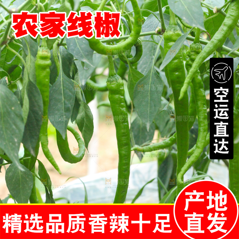 手里拿着现摘线椒