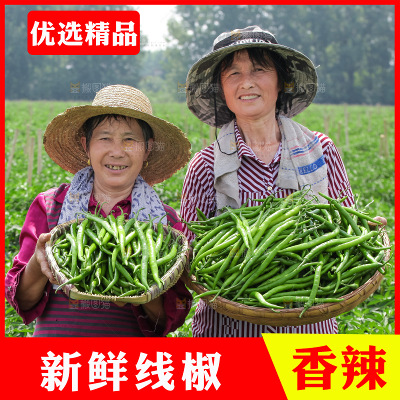 手里拿着现摘线椒