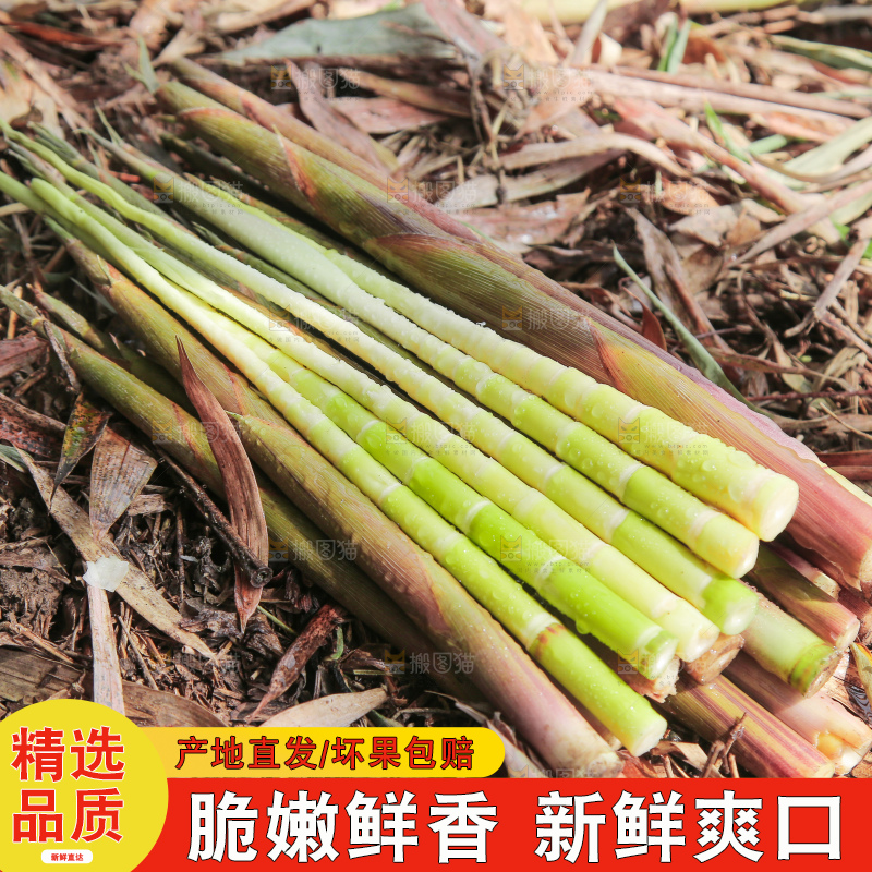 深底上的小竹笋