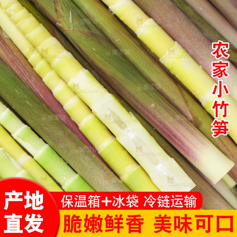 浅底上的小竹笋