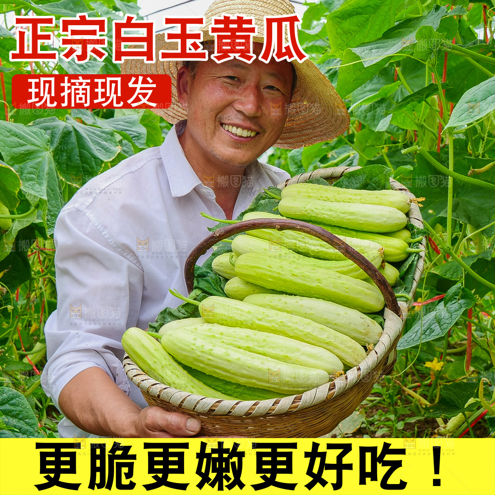 白玉黄瓜主图