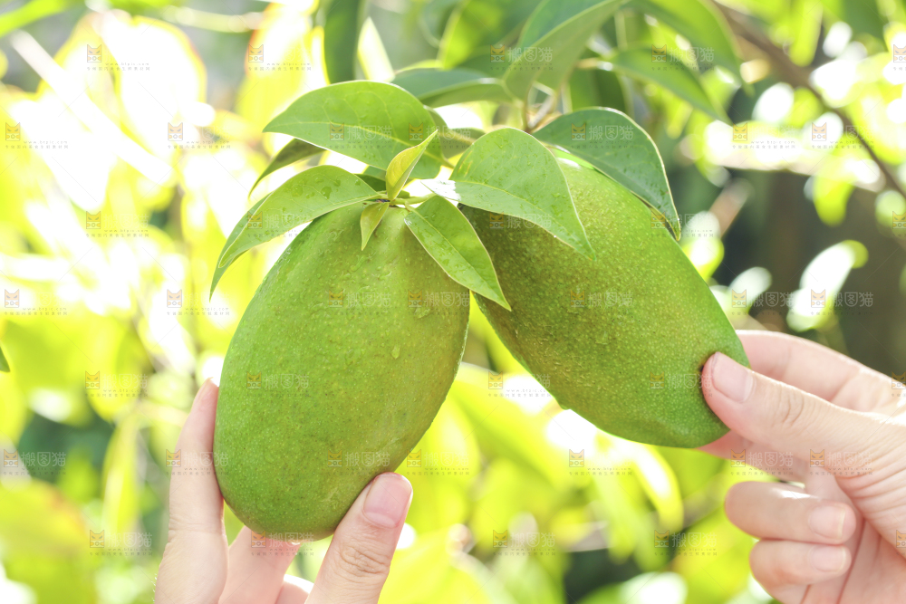 椰香芒