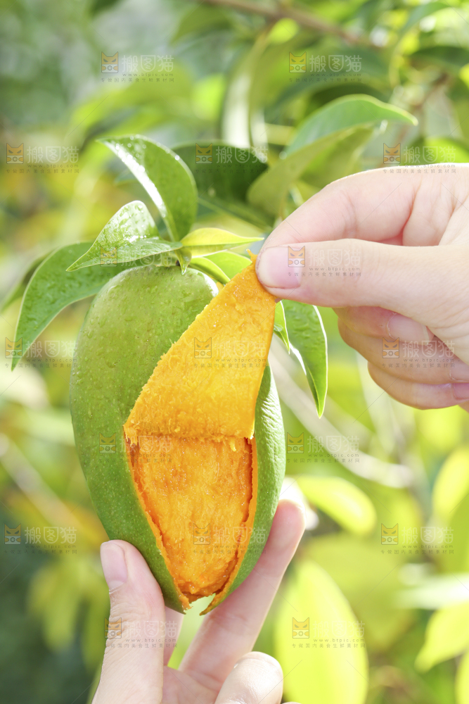 深底上的椰香芒