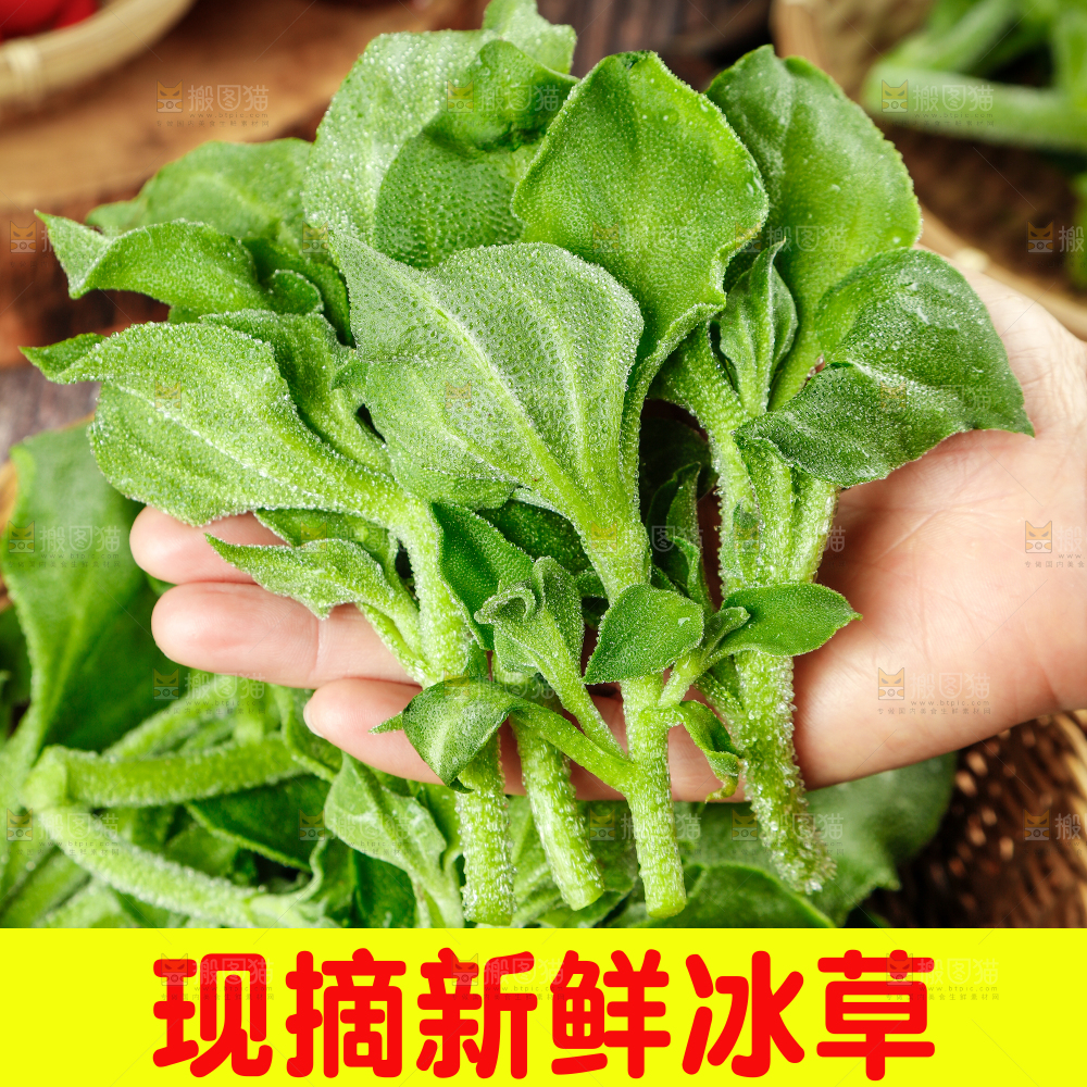 冰草主图