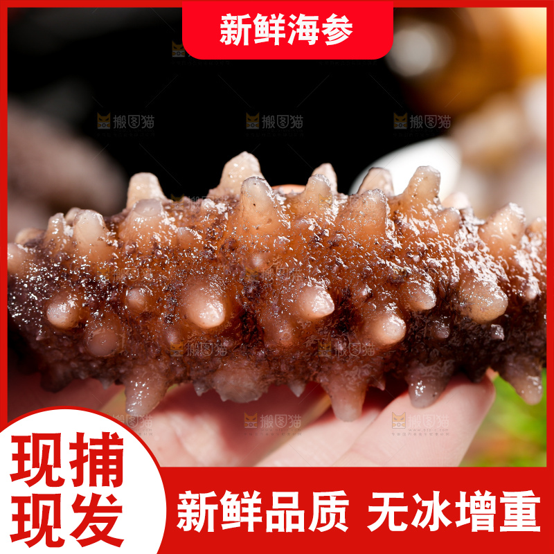 深底上的海参