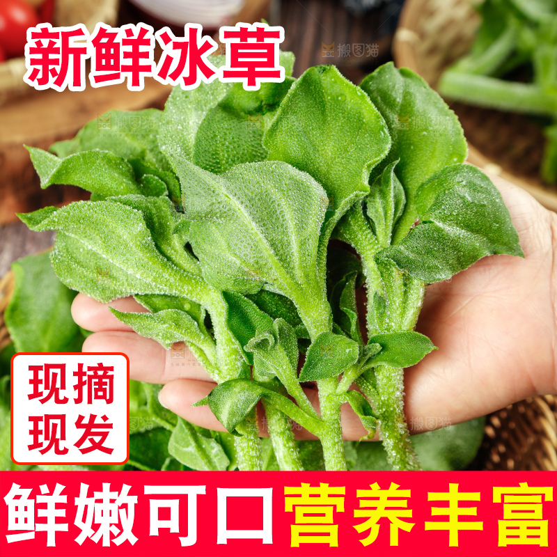 深底上的冰草