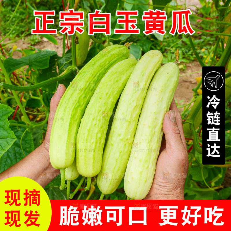 白玉黄瓜主图