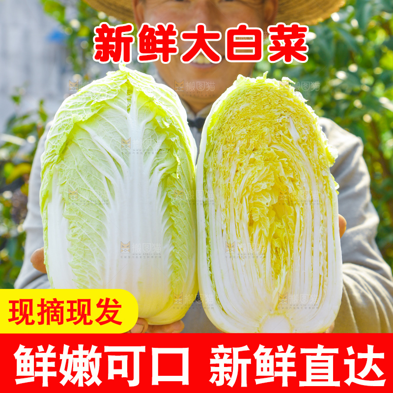 深底上的大白菜