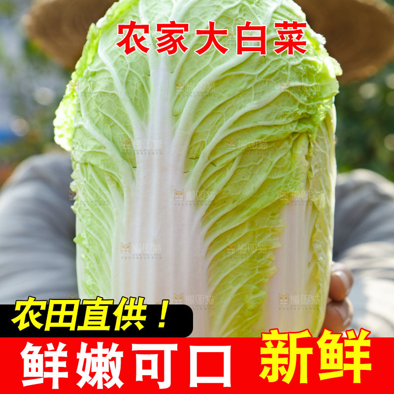 深底上的大白菜