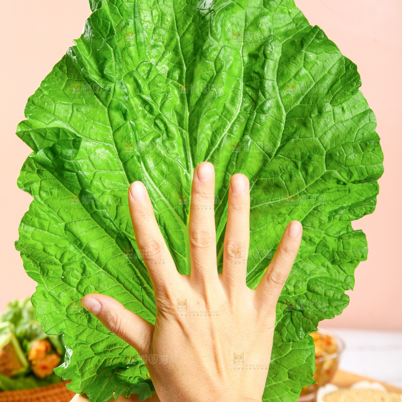 浅底上的饭包叶