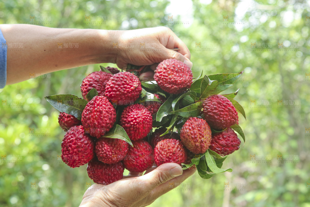 手里拿着荔枝王