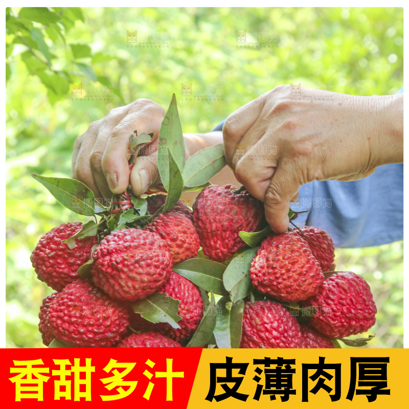 手里拿着荔枝王