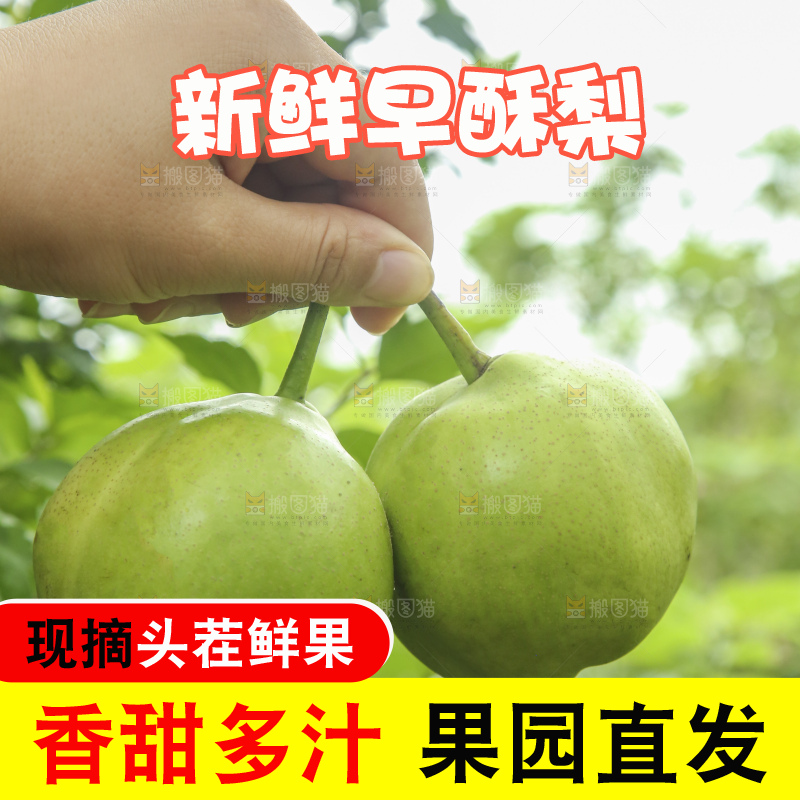 手里拿着早酥梨