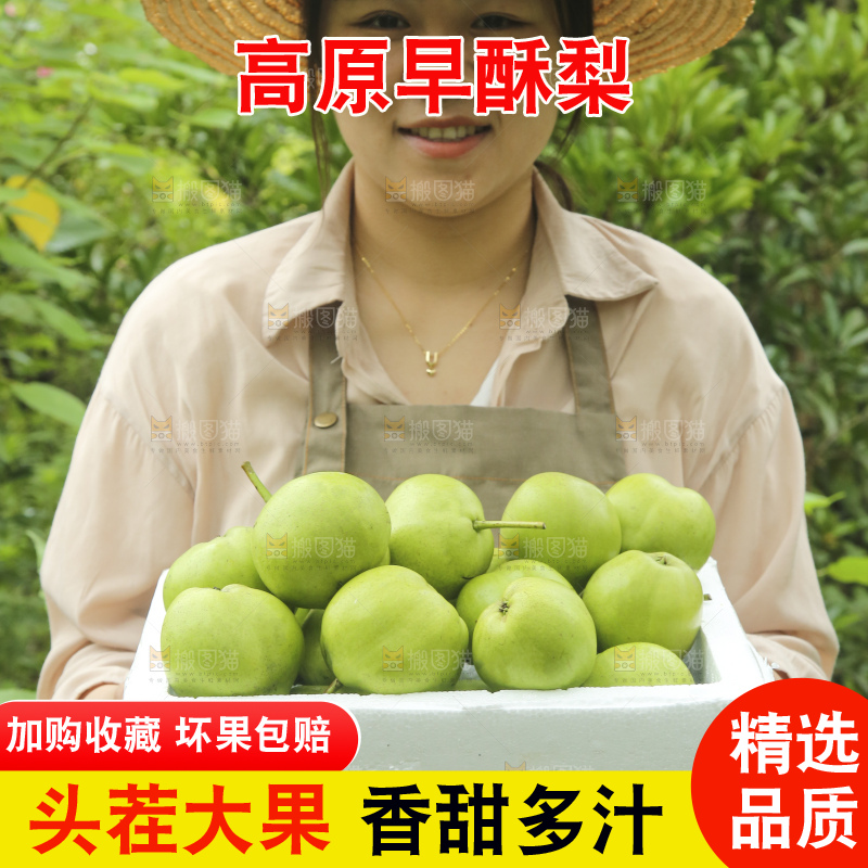 手里拿着早酥梨