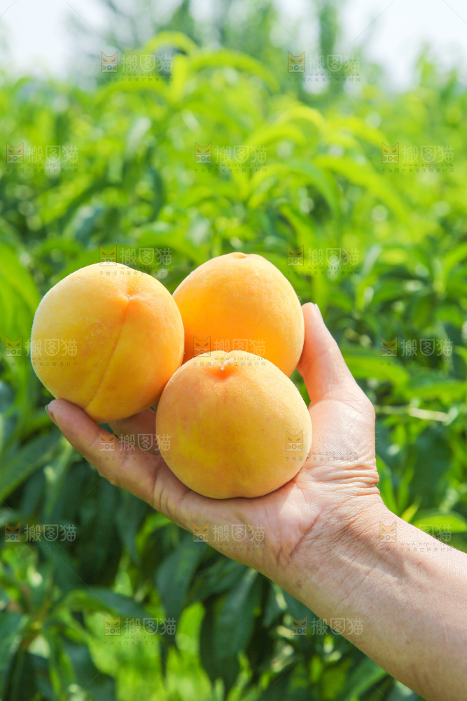 手里拿着黄蜜桃