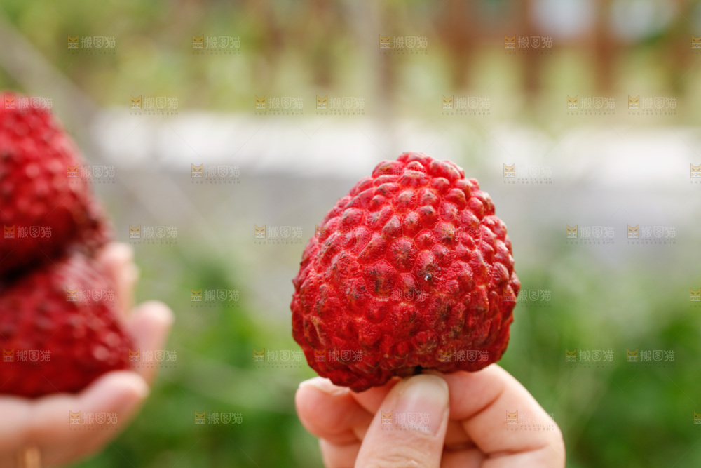 手里拿着荔枝王