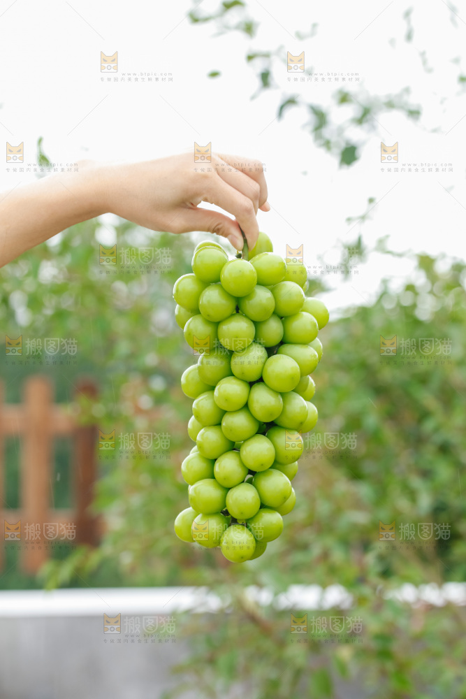阳光玫瑰青提
