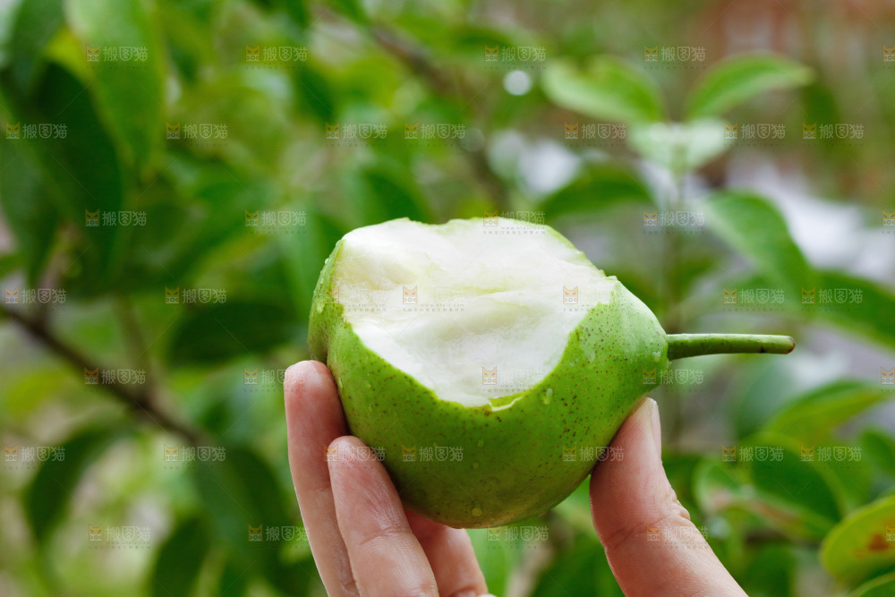 手里拿着早酥梨