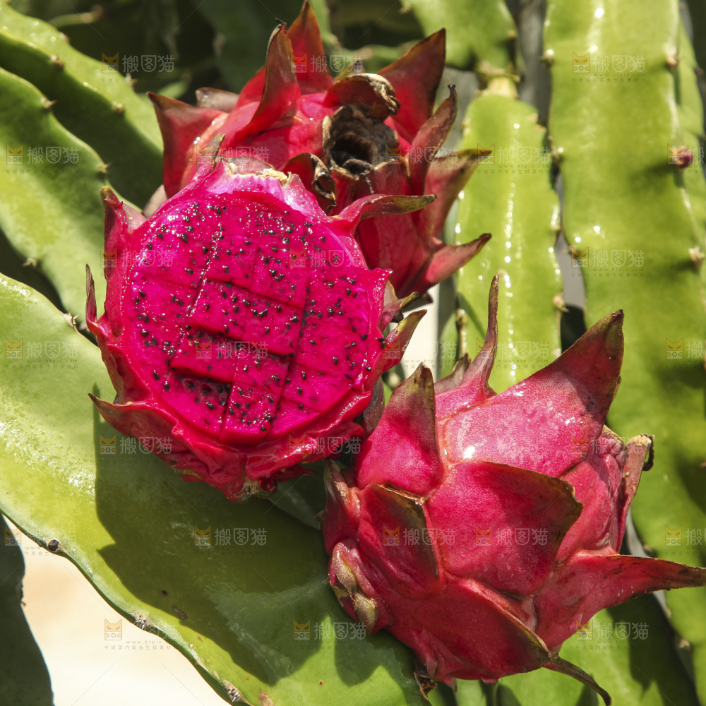 手里拿着红心火龙果