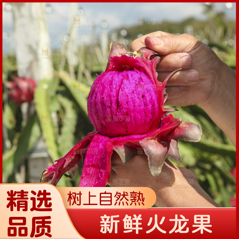 手里拿着红心火龙果