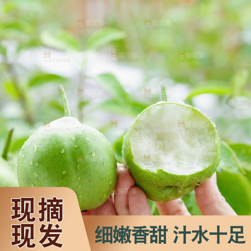 手里拿着早酥梨