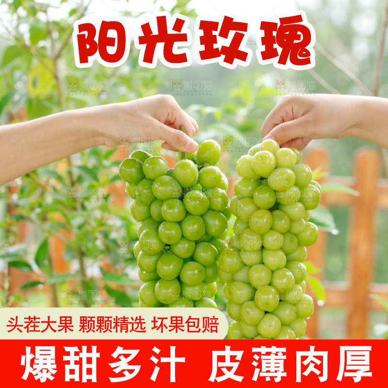 手里拿着阳光玫瑰