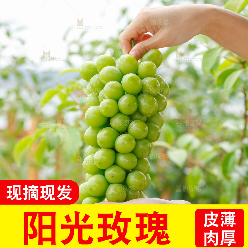 手里拿着阳光玫瑰