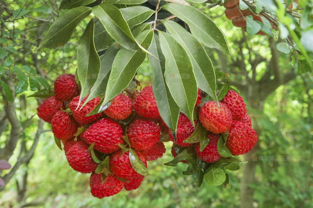 手里拿着荔枝王