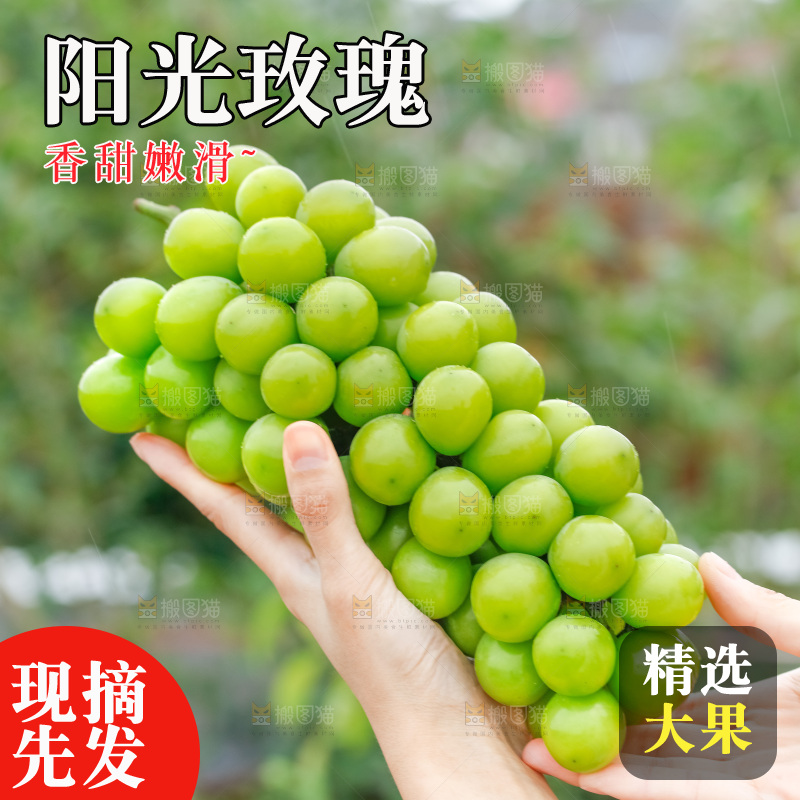 手里拿着阳光玫瑰