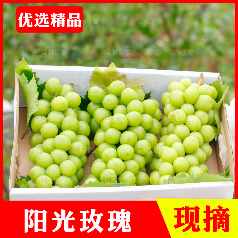 手里拿着阳光玫瑰
