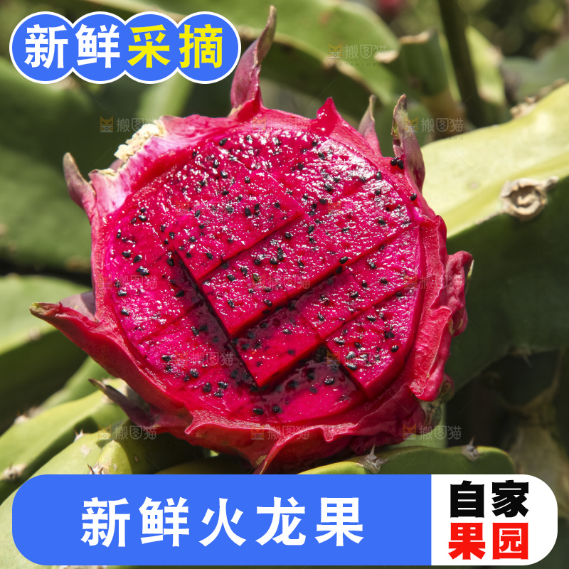 手里拿着红心火龙果