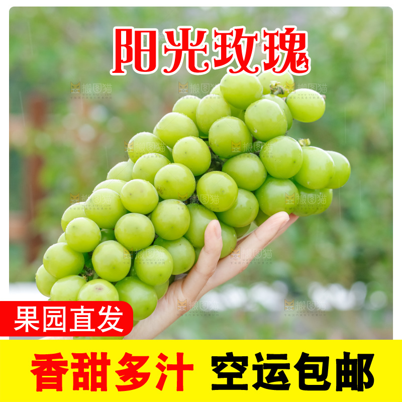 手里拿着阳光玫瑰